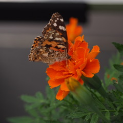 蝶々は 翅色の花 やはり好き！？