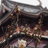 城と梅 ついつい写す 構図かな