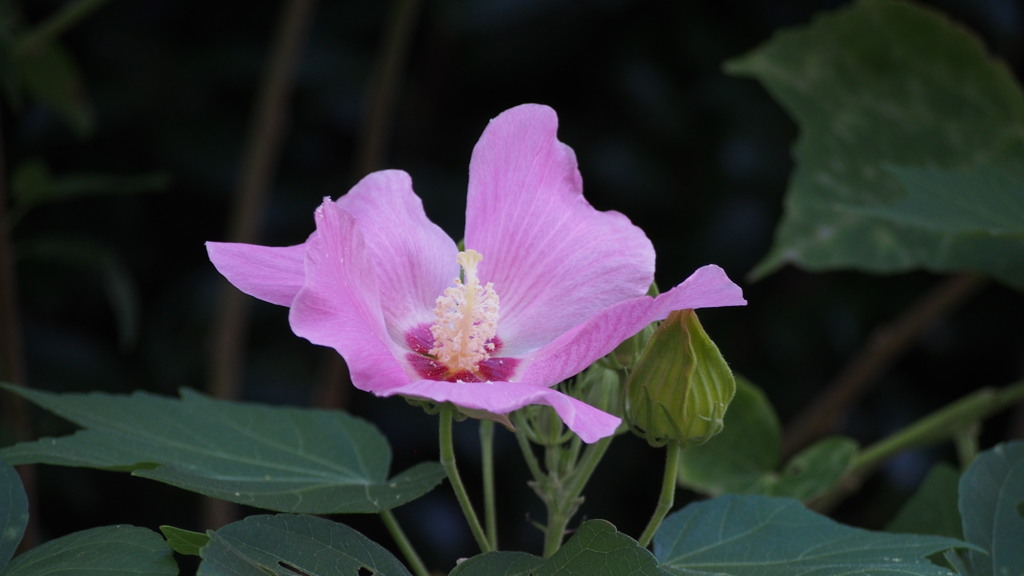 家陰に 優し容姿の 芙蓉かな