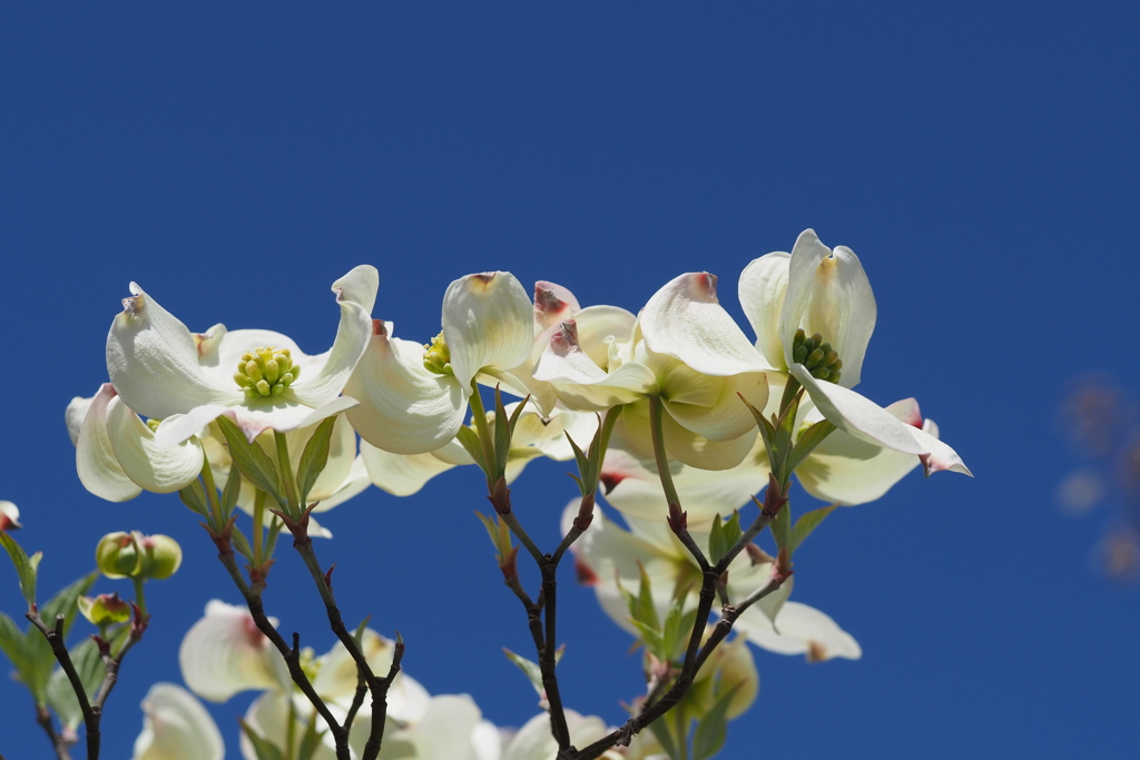 青空に コントラストや 白き花