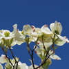 青空に コントラストや 白き花