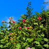 秋空に 芙蓉点々 アクセント