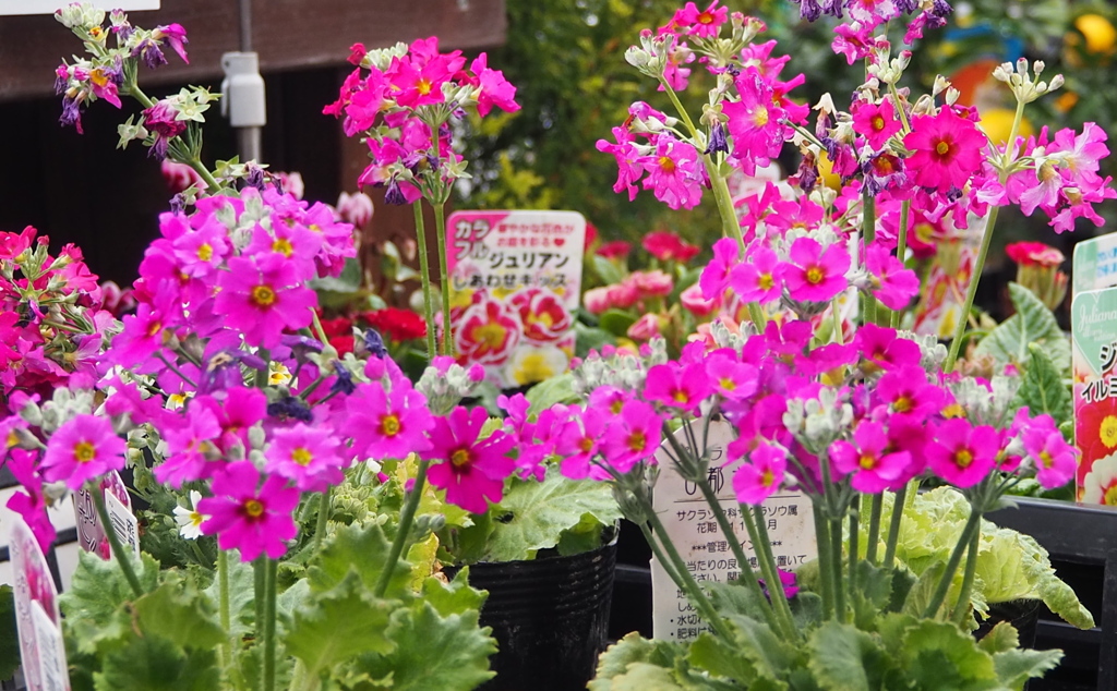 色がある はやる気持ちや 桜草