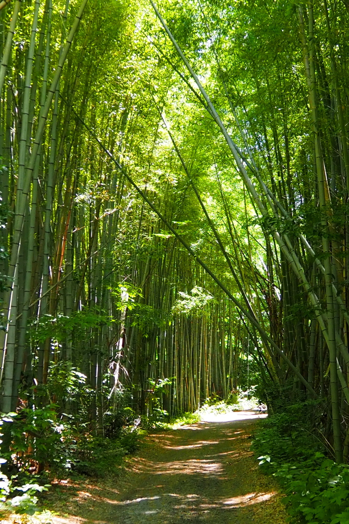 木漏れ日の 伏見大岩 竹の道