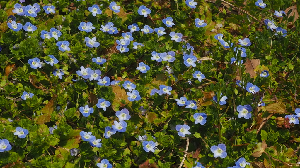 春陽浴び 青花可愛い ウォーク道