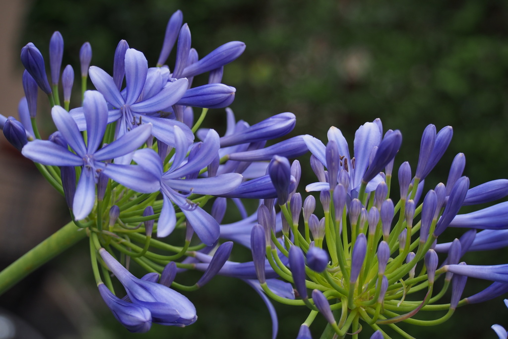 梅雨の花アガパンサスや涼を呼ぶ