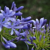 梅雨の花アガパンサスや涼を呼ぶ