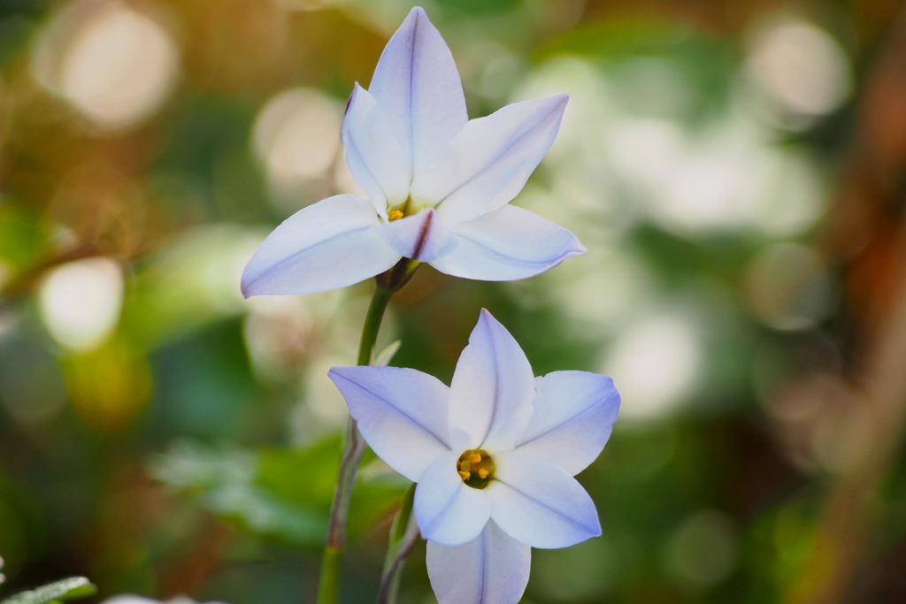 ひっそりと 野に咲く花や 愛おしき