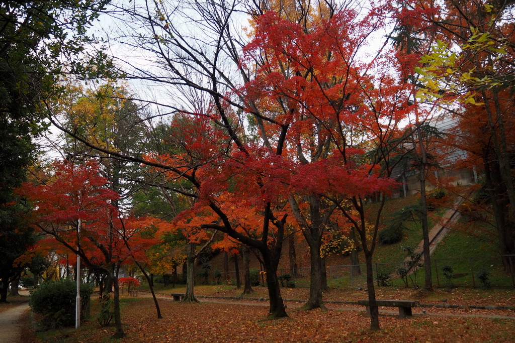 公園の 晩秋景色 渋き色