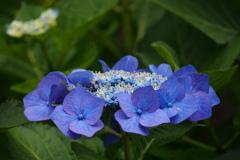 旬の花 青の王冠 飾りたし