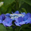旬の花 青の王冠 飾りたし