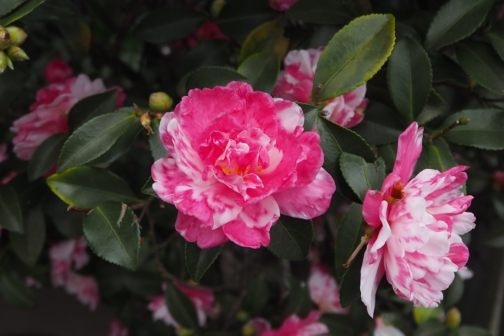 季節（とき）進む まだら山茶花 冬間近