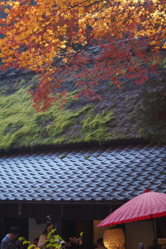 鮎の家 苔むす屋根に 紅葉見る