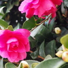 うつむきて 山茶花開花 いざ本番