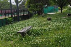 公園の ベンチは白の 花に盛れ
