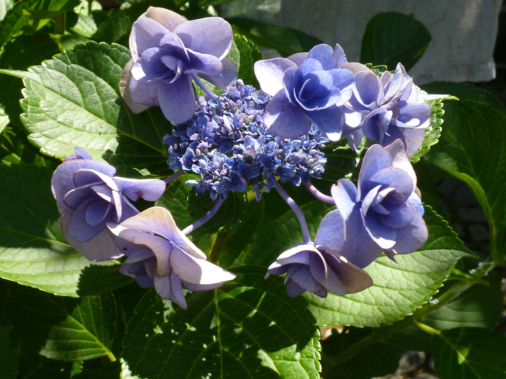 もう終わり名残の紫陽花バラのがく
