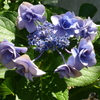 もう終わり名残の紫陽花バラのがく