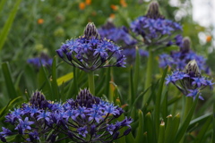 深き青 シラーの花は 集合体