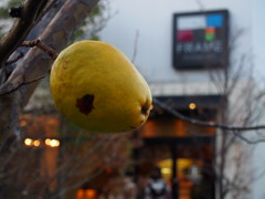 秋深し カリン残りし パンの店