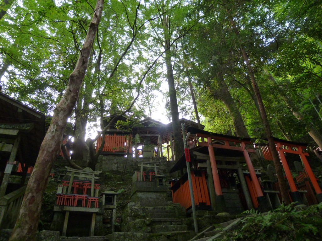 山陰の 社に朝陽 葉月朝