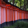 朱と黒の 千本鳥居 すき間なし