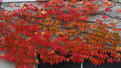 燃える赤 蔦の紅葉 グラデーション