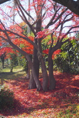 見納めか イロハモミジの 敷紅葉