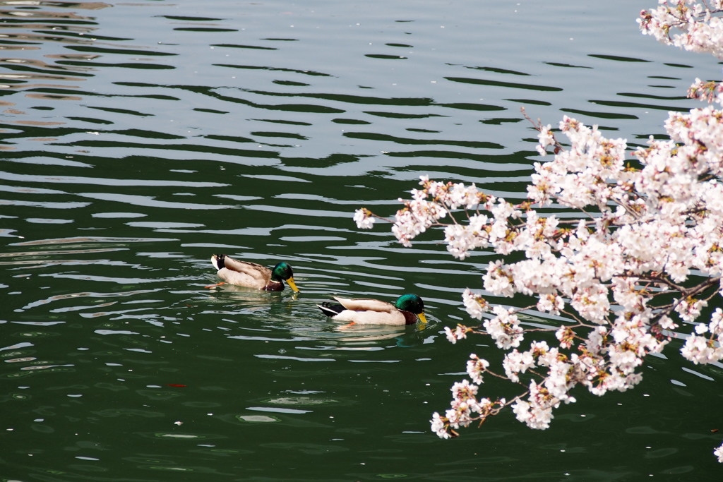 カモ憩う 春昼下がり 疎水かな