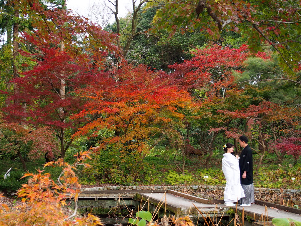 愛誓う 紅葉の中の 八橋で