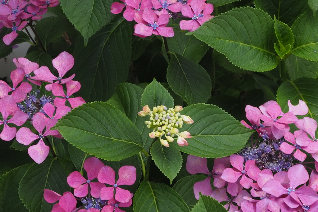 先輩の 開花紫陽花に 見守られ