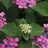 先輩の 開花紫陽花に 見守られ