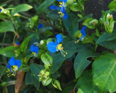 露草や しっとり色合い 寒露候