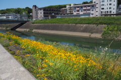 梅雨晴れ間 ウォーク道沿い 元気色