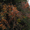 公園の 柿鈴なりし 鳥笑ふ