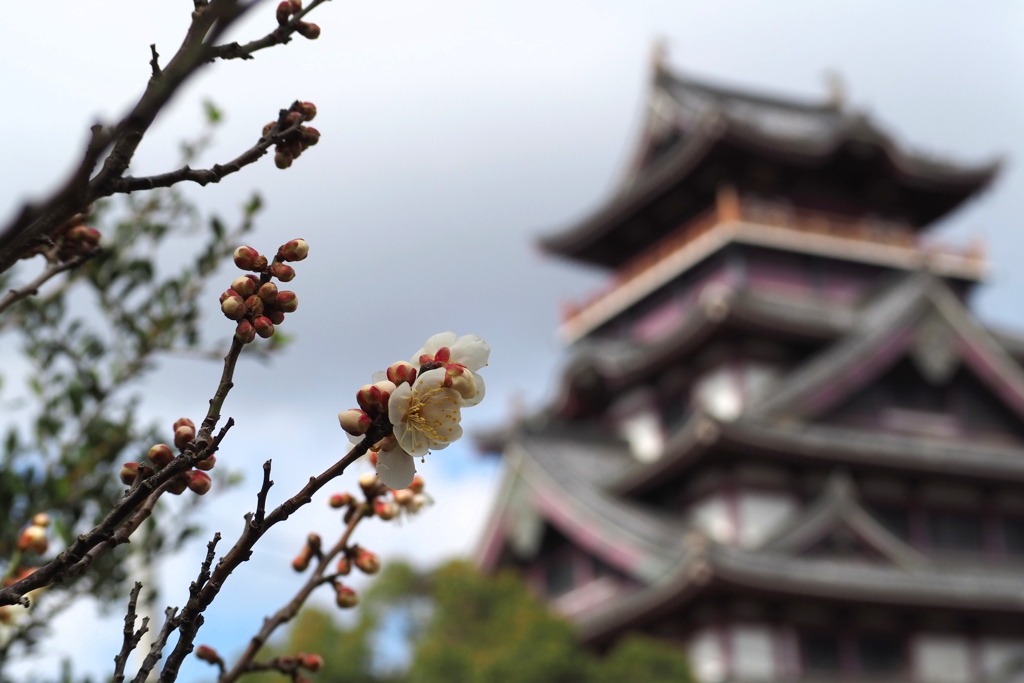 寒戻る お城の白梅  まだ二輪