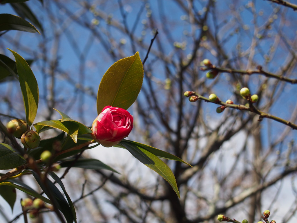姫椿 桜つぼみと 陽浴びして