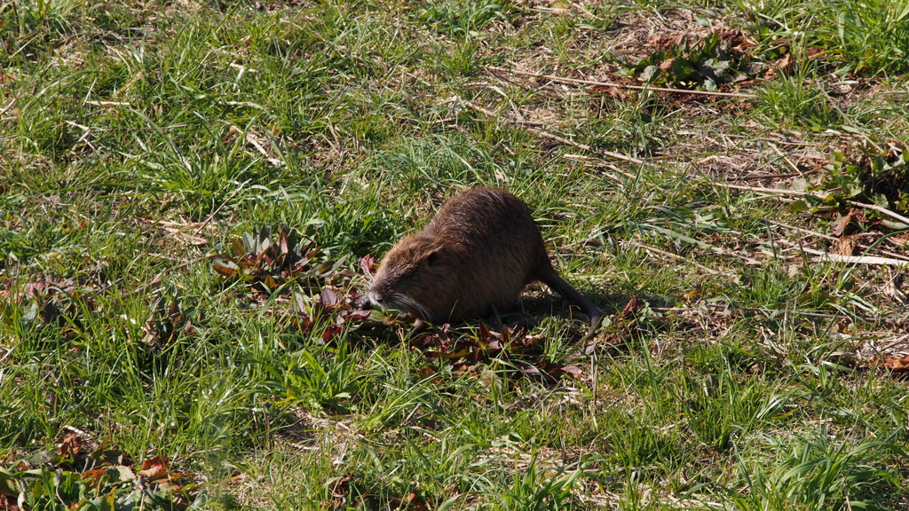 陽射しさす 川原でお食事 ヌートリア