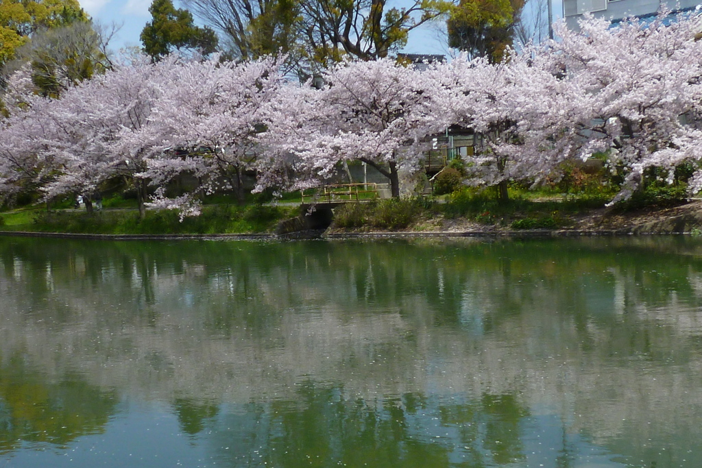 目に優し 花満開の 川面かな