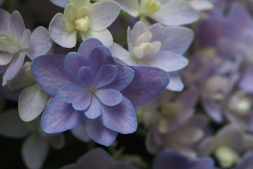 拙宅の 地植え紫陽花 色つきて