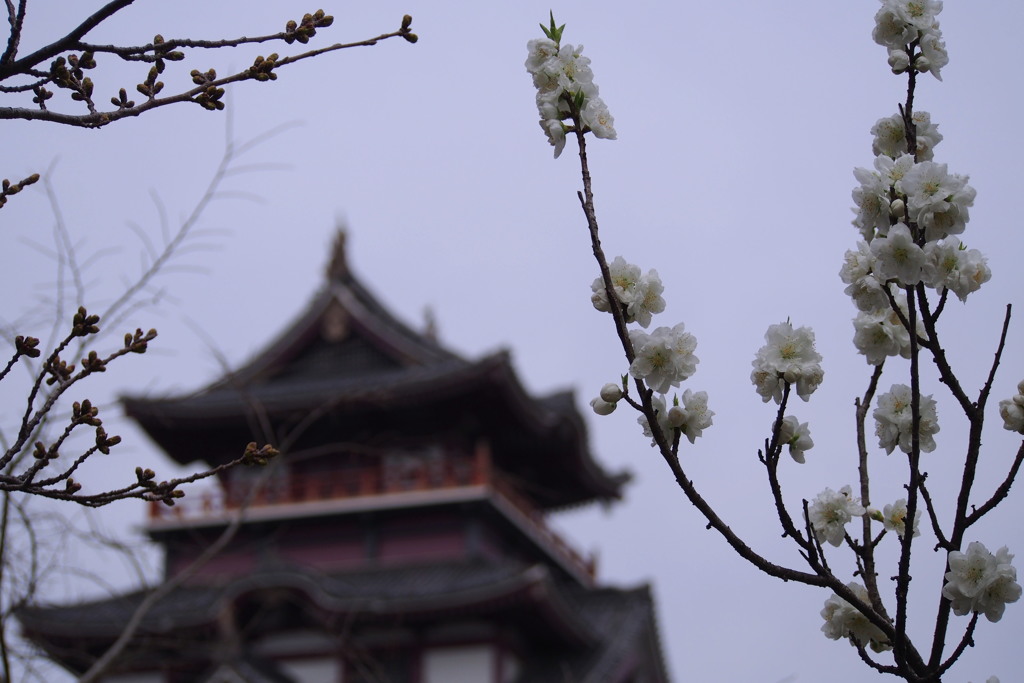 ハナモモは 桜の前に 咲きにけり