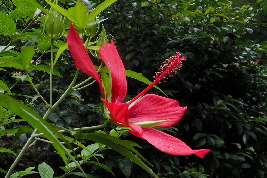 緑中に モミジアオイや 紅一点