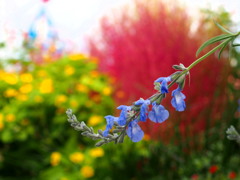 印象派？ 色とりどりの 秋花壇