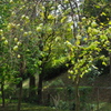 公園の 花梨たわわや 枝しなり
