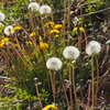 陽ざし射す 土手のタンポポ 早,綿毛