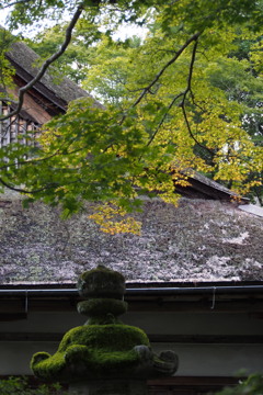 苔灯篭 木々の色付き 秋気配