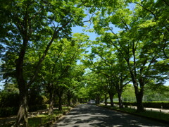新緑の プロムナードや ケヤキ道