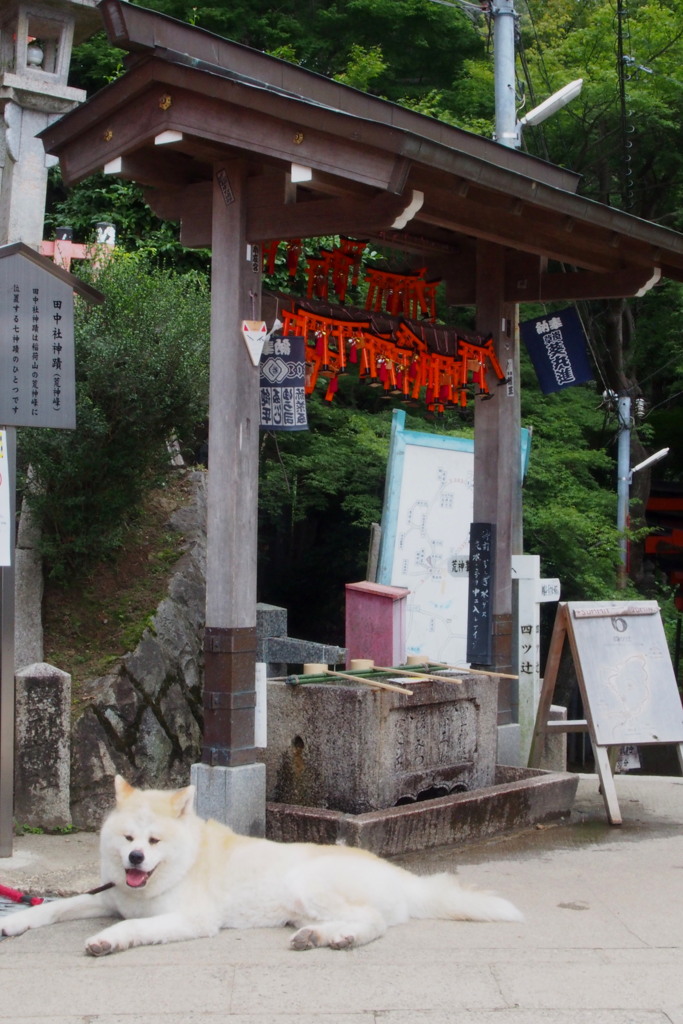 手水舎の 番犬なのか 人寄らず