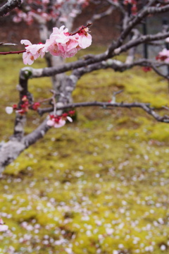 盛り過ぎ 梅の花びら 点々と