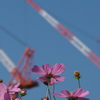 青空に コスモス・クレーン 背比べ