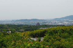 初夏景色 大岩山より 伏見城